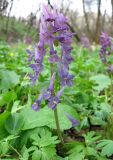 Corydalis solida