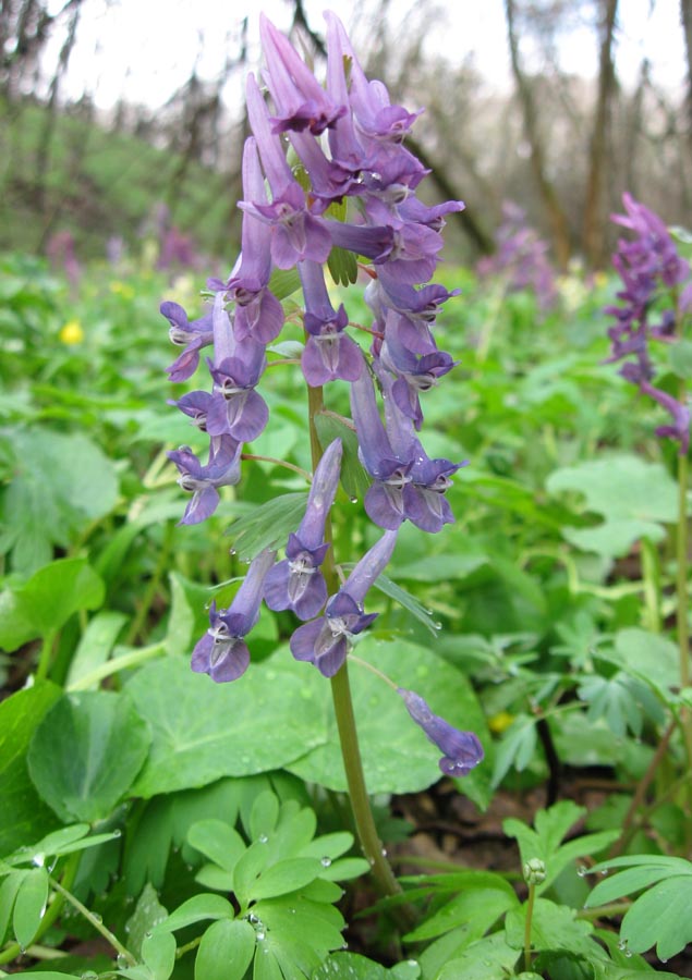 Изображение особи Corydalis solida.