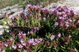 Thymus tauricus. Цветущее растение. Крым, Севастополь, бух. Камышовая. 6 июня 2011 г.