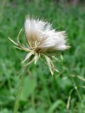 genus Scorzonera
