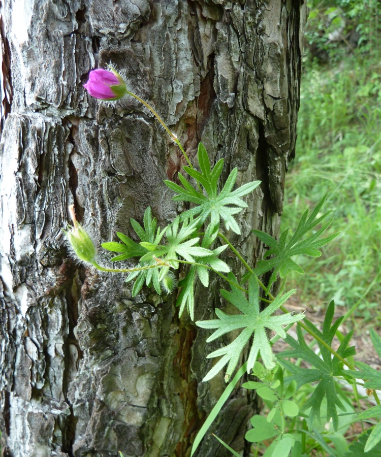 Изображение особи Geranium sanguineum.