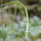 Arabis caucasica
