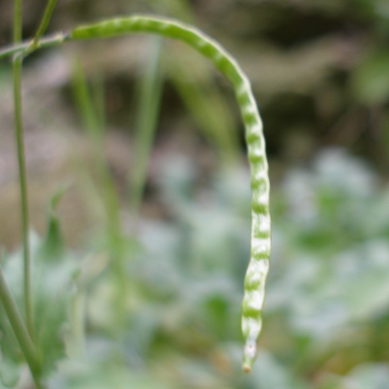 Изображение особи Arabis caucasica.