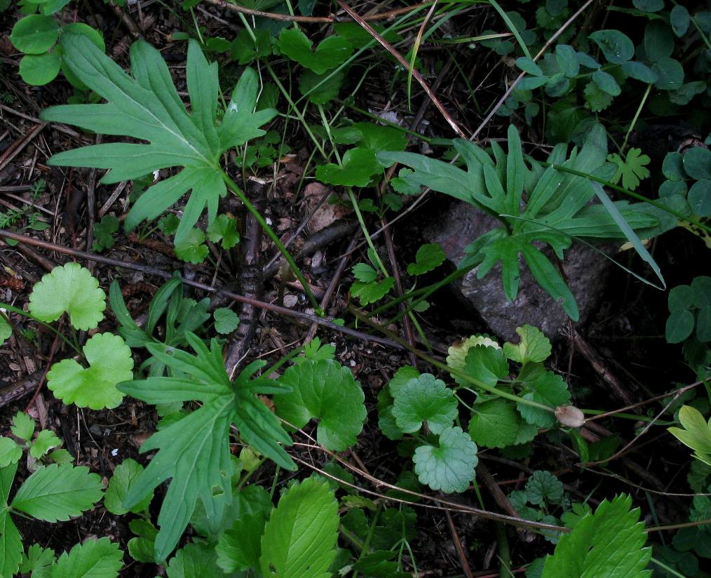 Image of Viola ingolensis specimen.