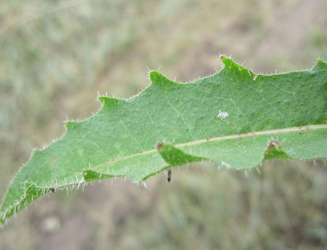 Image of Picris hieracioides specimen.