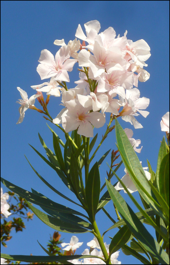 Изображение особи Nerium oleander.