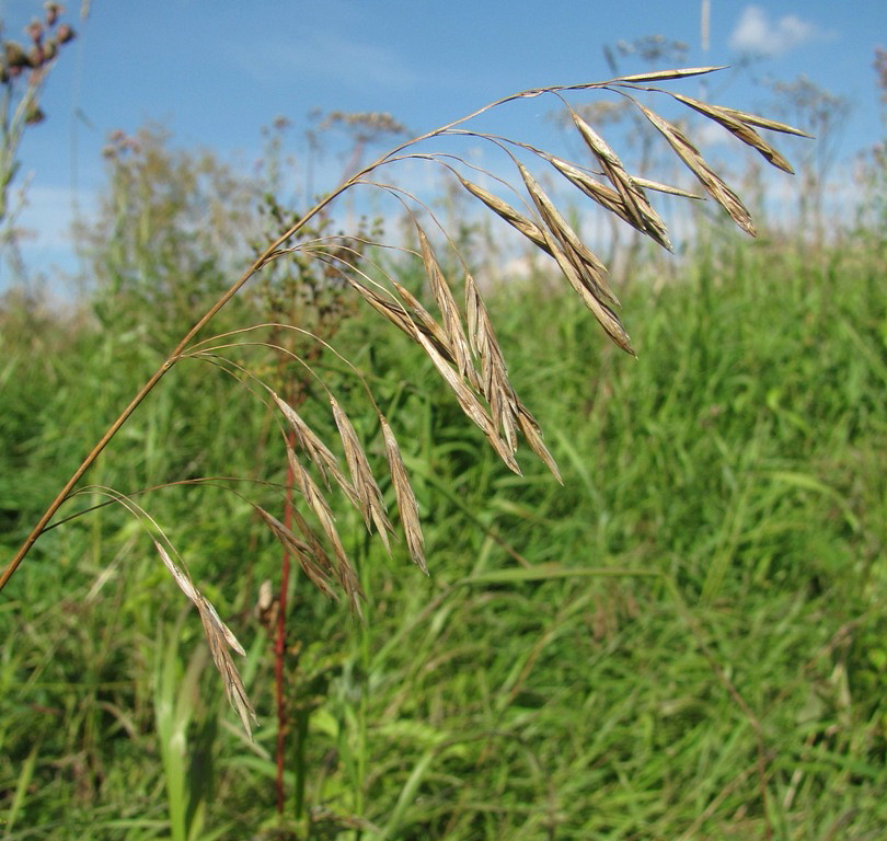 Изображение особи Bromopsis inermis.