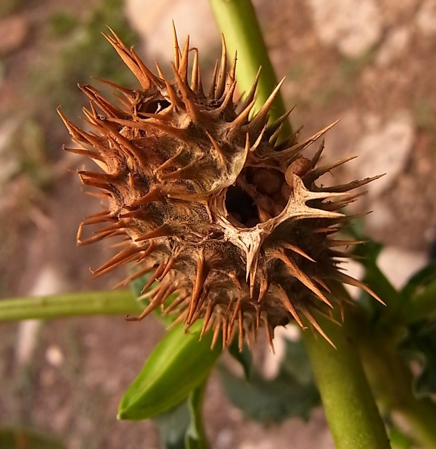 Image of Datura stramonium specimen.