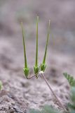 Erodium cicutarium