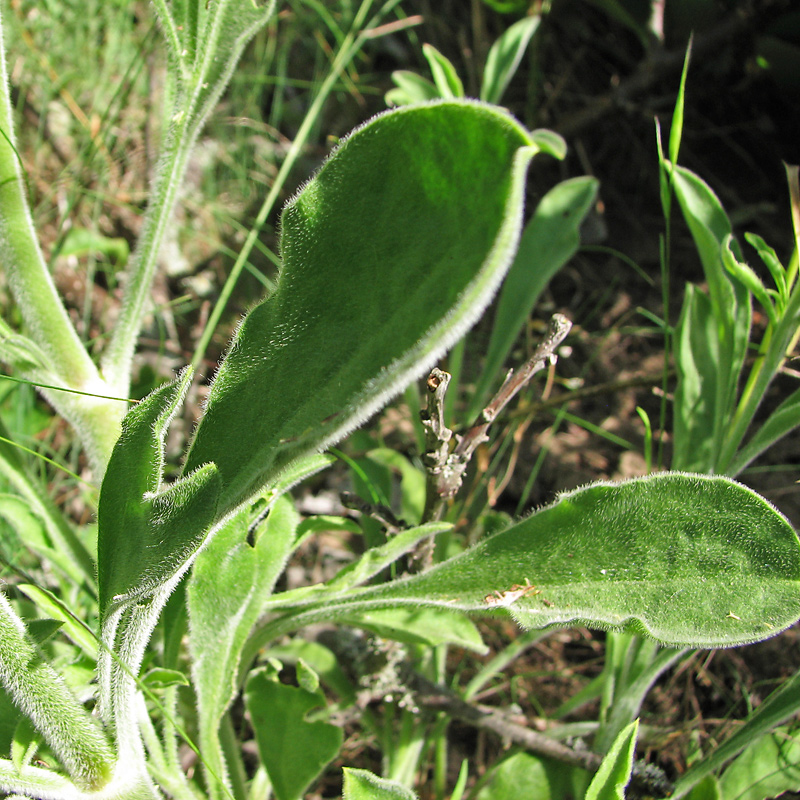Image of Silene artemisetorum specimen.