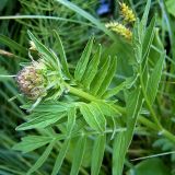 Valeriana officinalis