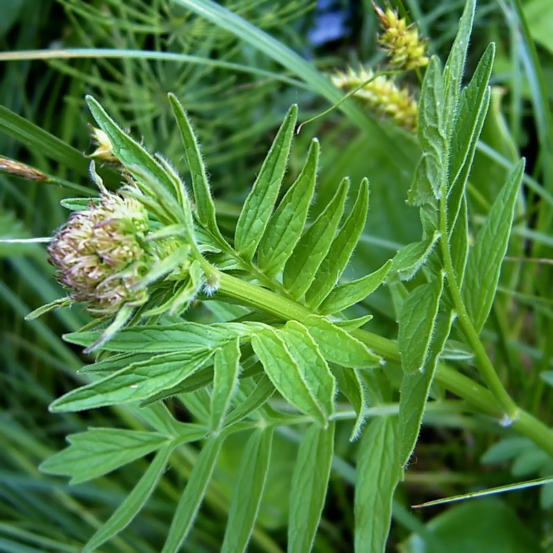 Image of Valeriana officinalis specimen.