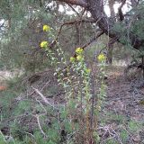 Solidago virgaurea