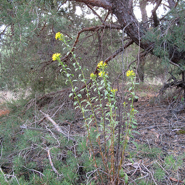 Изображение особи Solidago virgaurea.