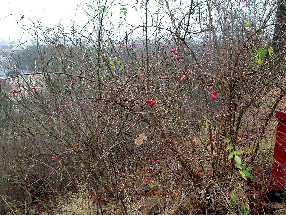 Image of Rosa canina specimen.