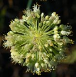 Allium condensatum