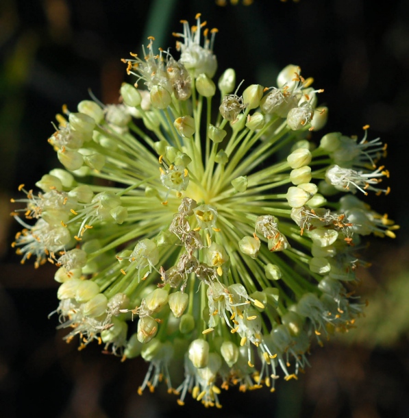 Image of Allium condensatum specimen.