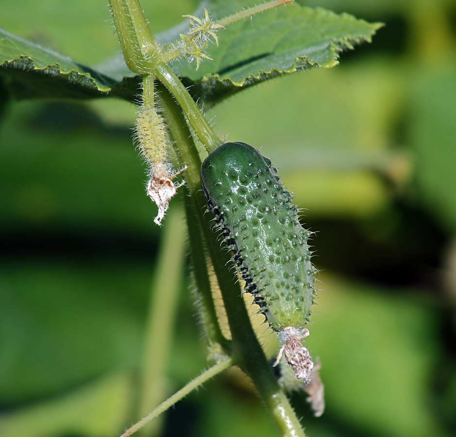 Изображение особи Cucumis sativus.