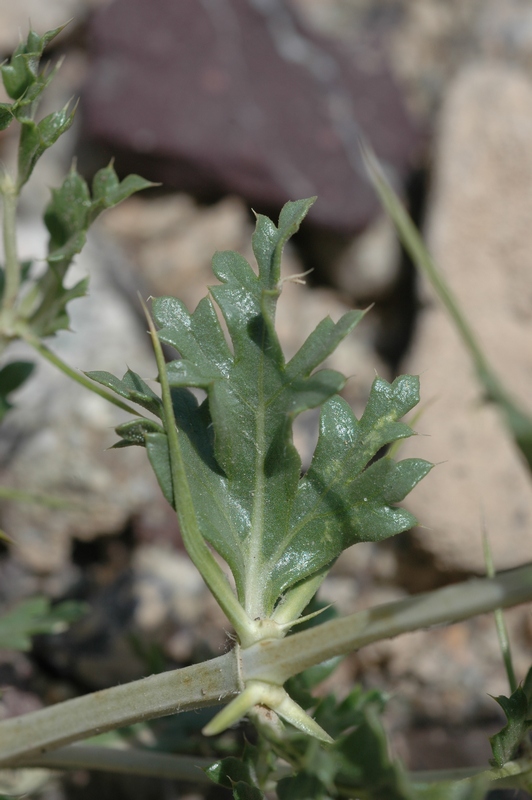 Изображение особи Lagochilus diacanthophyllus.