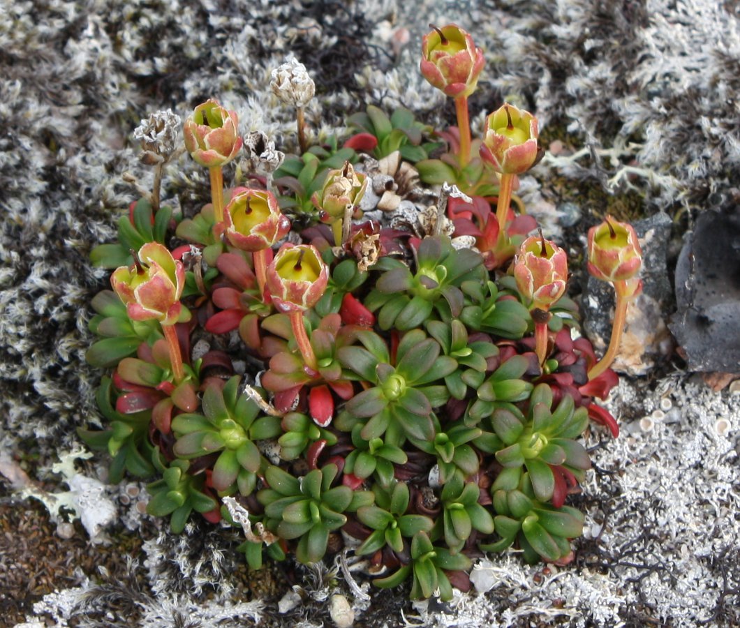 Image of Diapensia lapponica specimen.