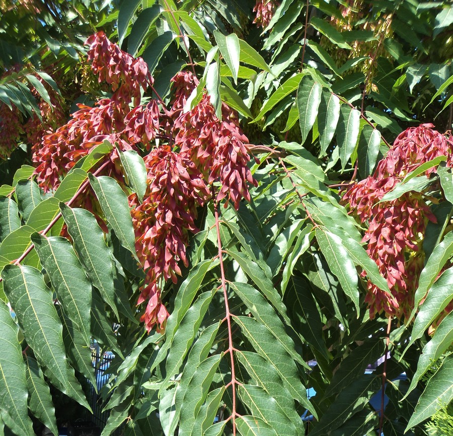 Image of Ailanthus altissima specimen.