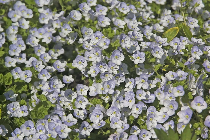 Image of Veronica filiformis specimen.