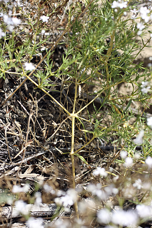 Image of Acanthophyllum gypsophiloides specimen.