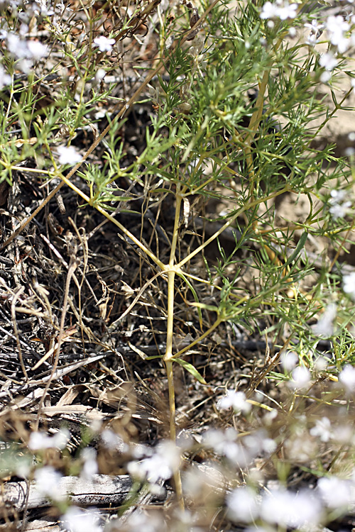 Изображение особи Acanthophyllum gypsophiloides.