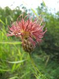 Centaurea