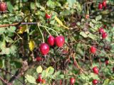 Rosa glabrifolia. Ветвь с созревающими плодами. Московская обл., Раменский р-н, окр. дер. Хрипань, дачный участок. 29.08.2006.