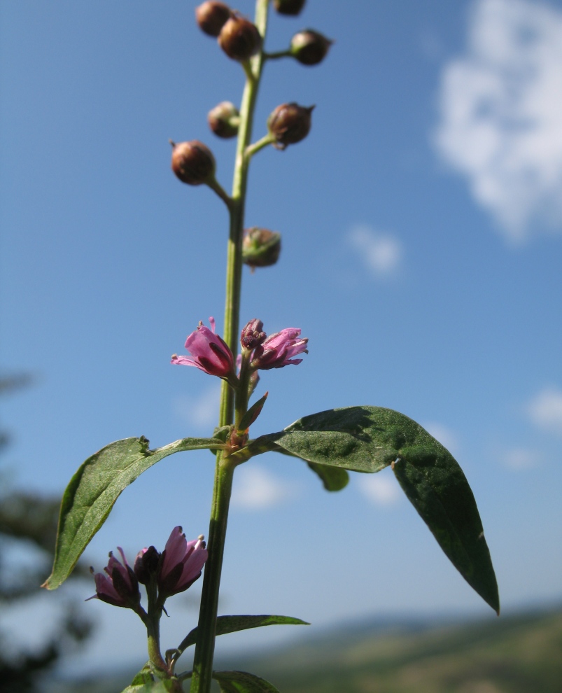 Image of Lysimachia dubia specimen.