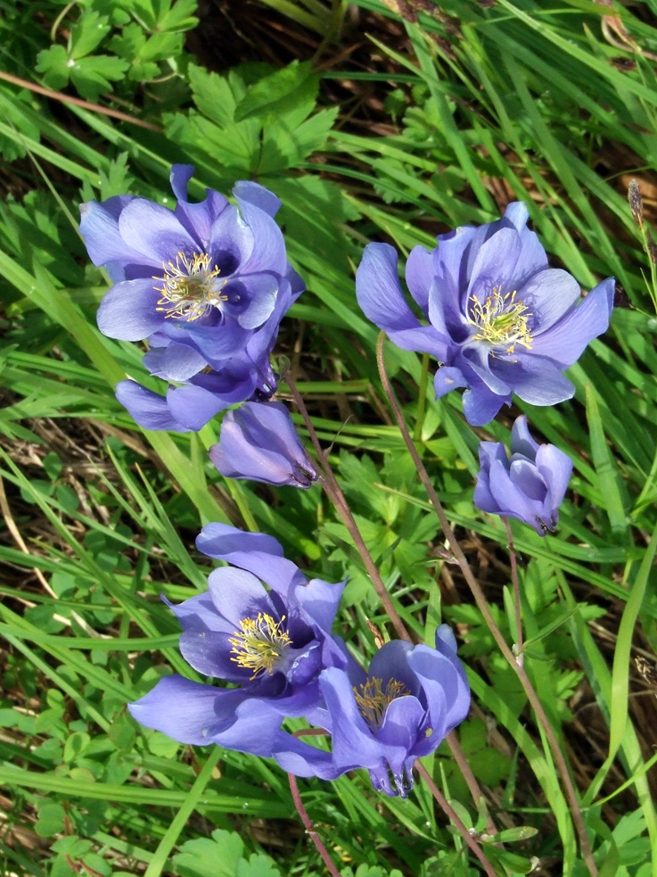 Изображение особи Aquilegia glandulosa.
