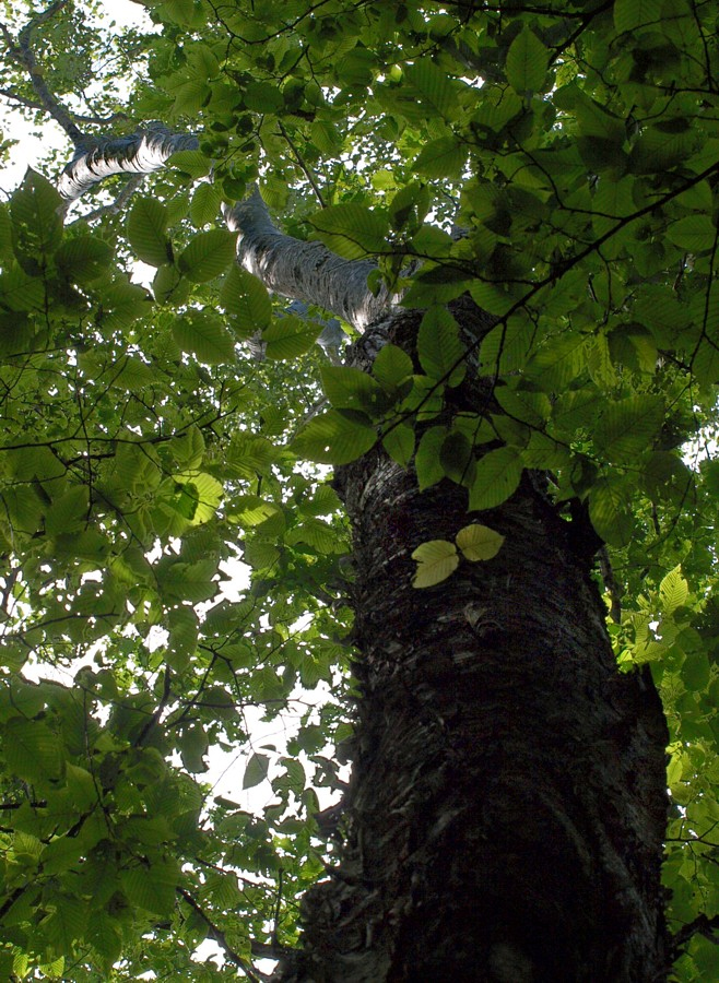 Image of genus Betula specimen.