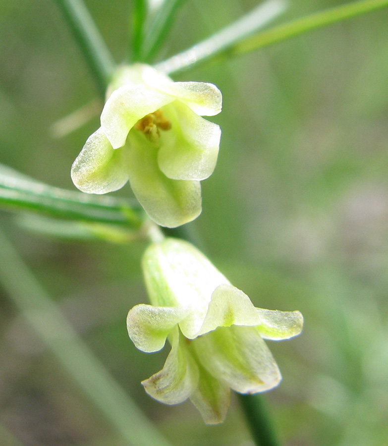 Изображение особи Asparagus dauricus.