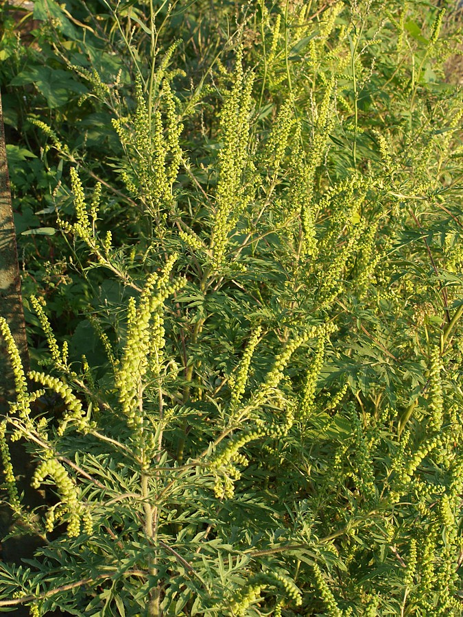 Image of Ambrosia psilostachya specimen.