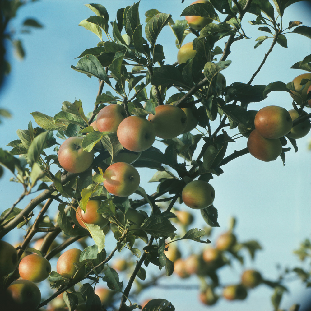 Изображение особи Malus domestica.