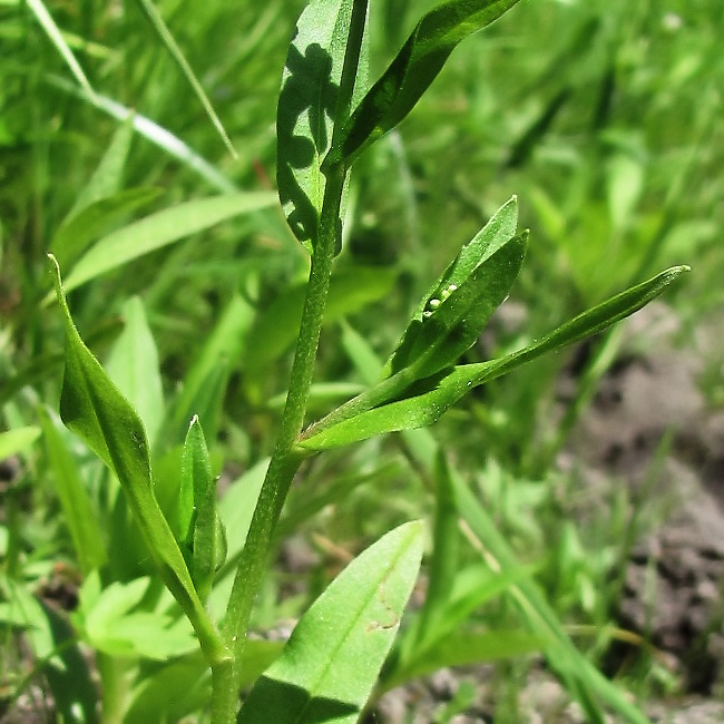 Изображение особи Myosotis nemorosa.