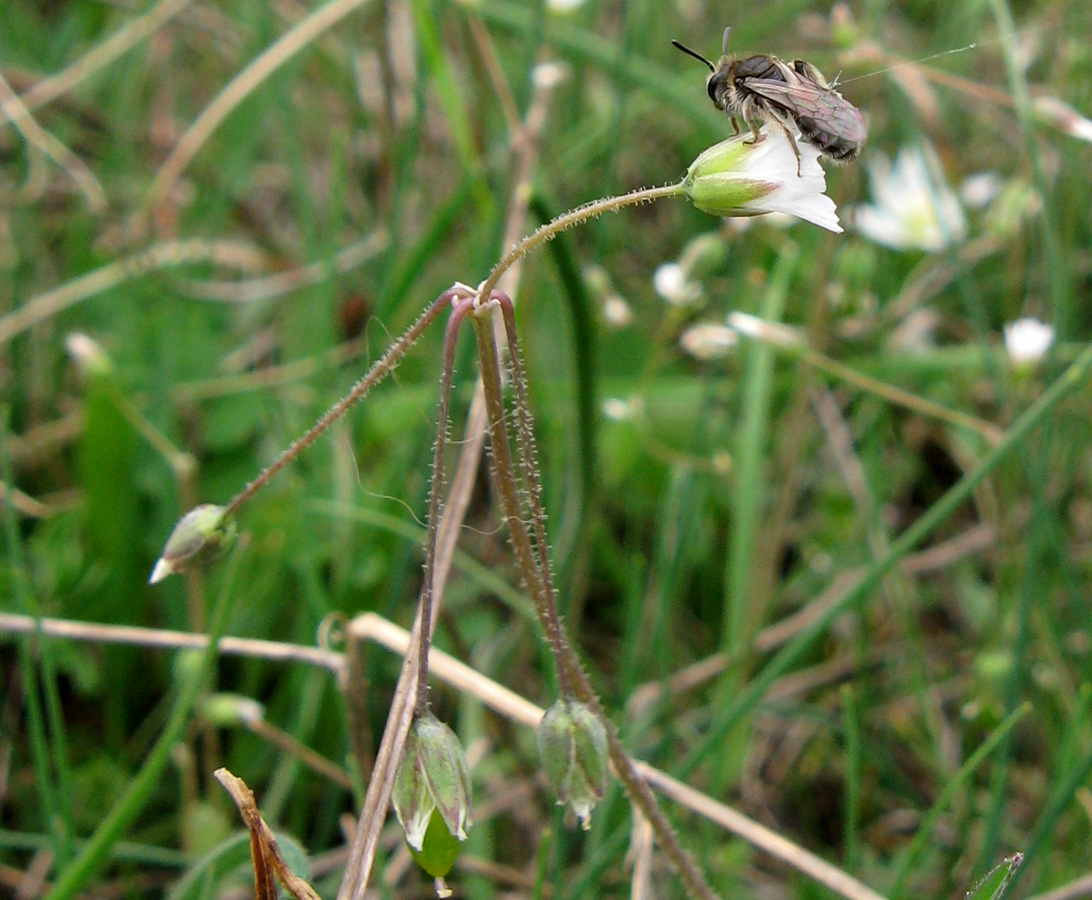 Image of Holosteum umbellatum specimen.