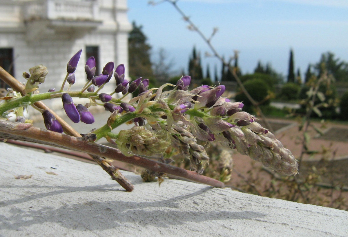 Изображение особи Wisteria sinensis.