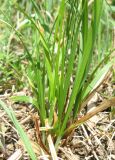 Carex michelii