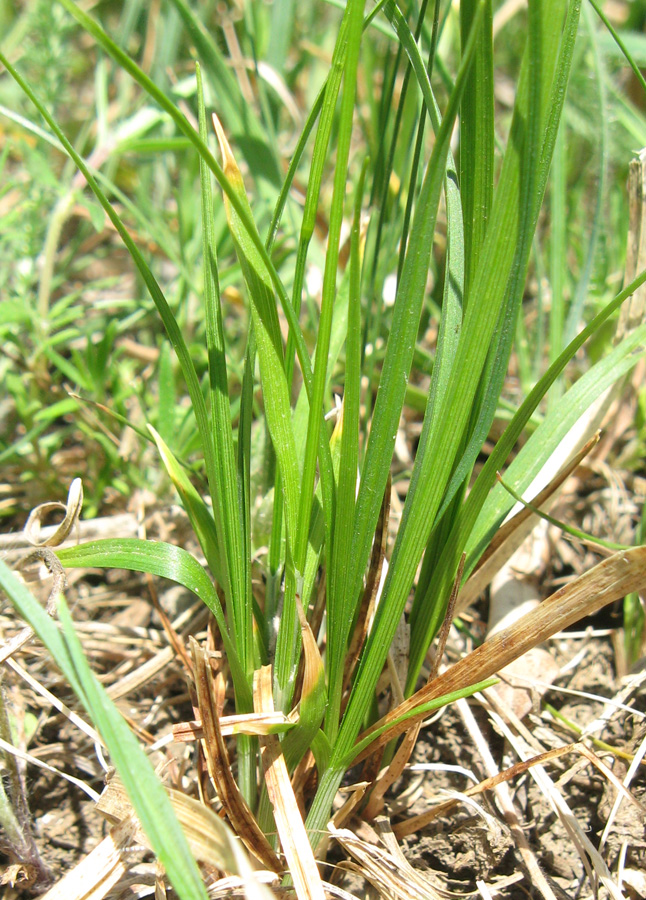 Изображение особи Carex michelii.