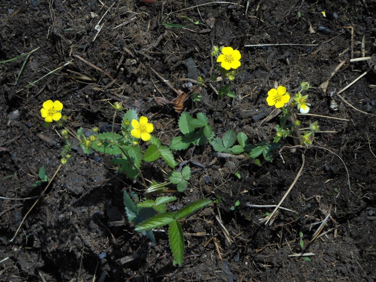 Image of Potentilla freyniana specimen.