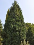 Cupressus sempervirens