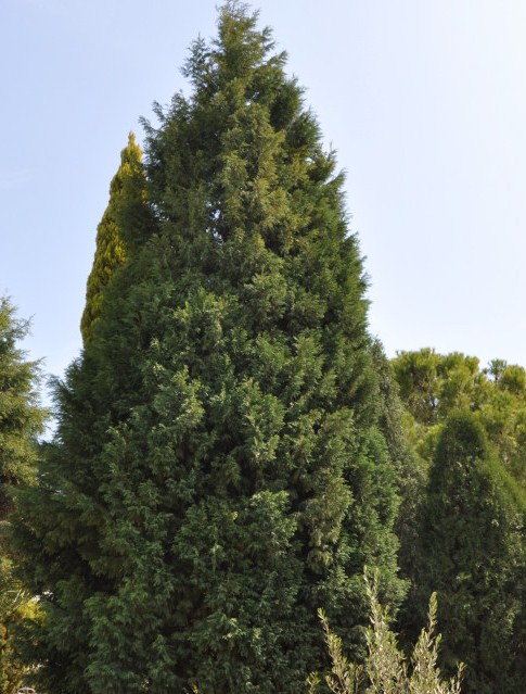 Image of Cupressus sempervirens specimen.