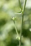 Cichorium intybus