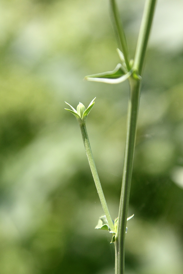 Изображение особи Cichorium intybus.