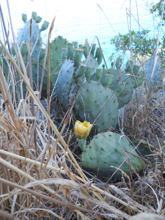 Image of Opuntia engelmannii ssp. lindheimeri specimen.