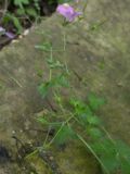 Geranium gracile