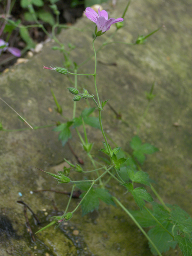 Image of Geranium gracile specimen.