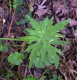 Ranunculus acris. Лист. Курская обл., г. Железногорск. 17 июля 2007 г.